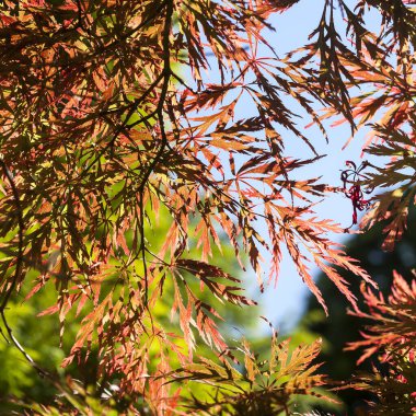 Acer palmatum matsumurae 