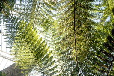 dev eğrelti otlarının yakın çekim görüntüsü