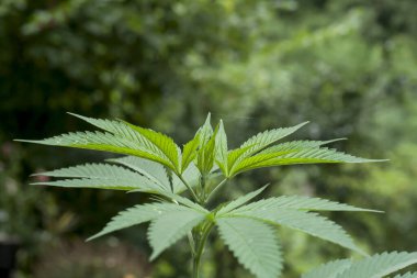 Yeşil marihuana fabrikasının yakın çekim görüntüsü