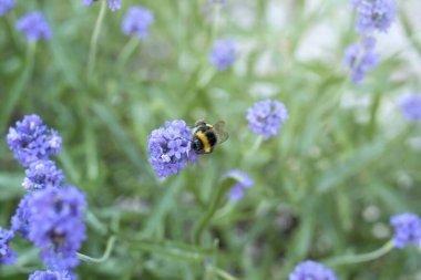 Yaban arısı lavanta çiçeğini kirletiyor