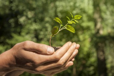 Yeşil bir filiz tutan eller 