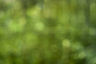 yeşil soyut doğa arkaplanı 