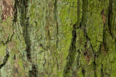 ağaç kabuğu arkaplan yakın görüntüsü