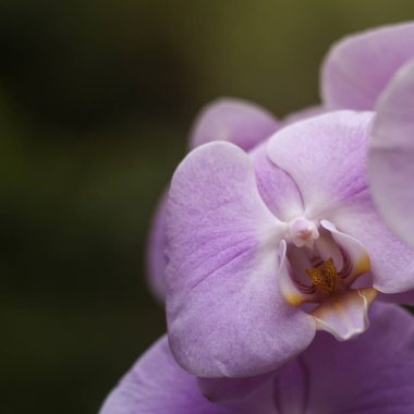 Güve orkideleri pembe çiçek