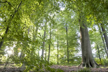 Yeşil orman yakın görüntüsü