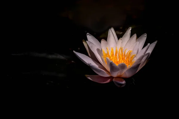 白水百合花漂浮在池塘上 — 图库照片