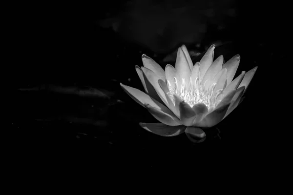 Квітка Білої Лілії Плаває Ставку — стокове фото