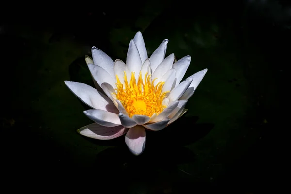 Lirio Agua Blanca Flotando Fondo Negro — Foto de Stock