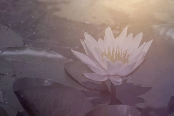 Λαμπερό Λευκό Λουλούδι Κρίνο Νερό Επιπλέει Μια Λίμνη — Φωτογραφία Αρχείου
