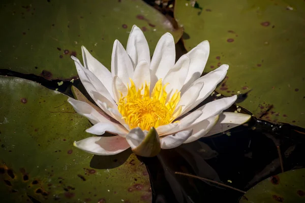 Λευκό Λουλούδι Κρίνο Νερό Επιπλέει Μια Λίμνη — Φωτογραφία Αρχείου