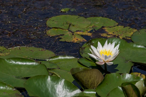 Λευκό Λουλούδι Κρίνο Νερό Μια Λίμνη — Φωτογραφία Αρχείου