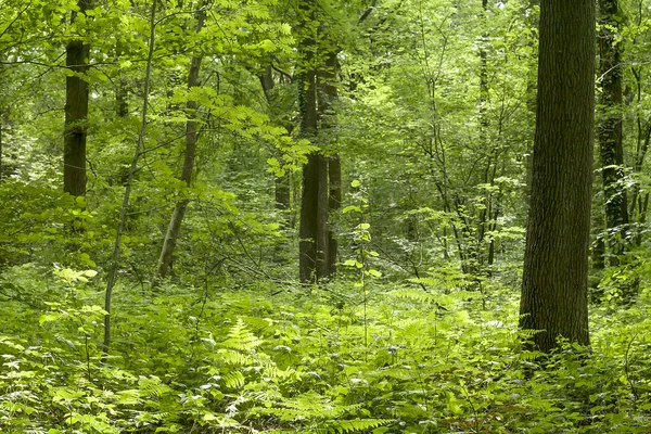 森林中的野生植被 — 图库照片