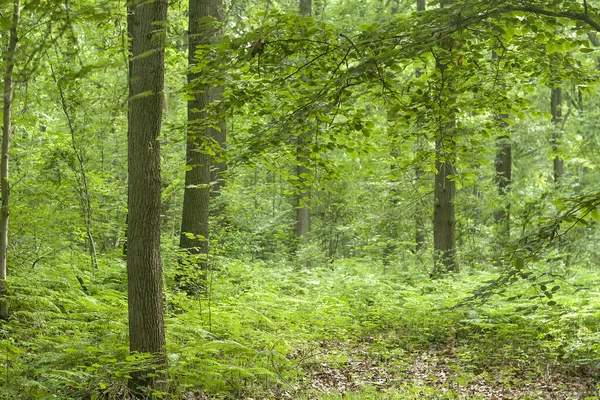 Zielona Dzika Roślinność Lesie — Zdjęcie stockowe