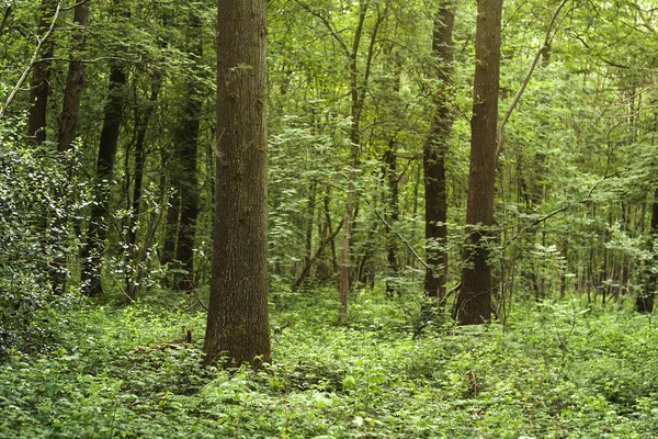 Vegetação Selvagem Uma Floresta — Fotografia de Stock