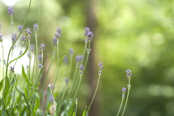 Flores Lavanda Florescendo Fundo Verde Fresco — Fotografia de Stock