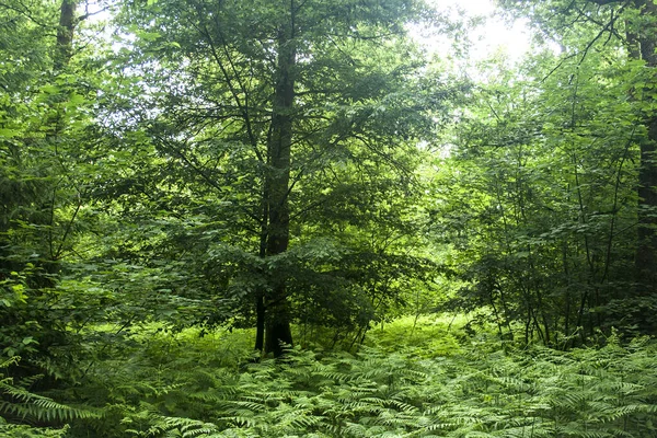 春天森林里的蕨类地毯 — 图库照片