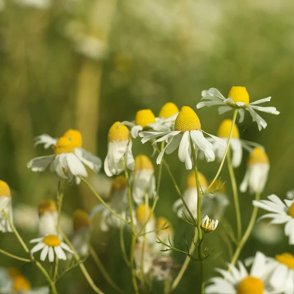 Fiori Camomilla Primavera — Foto Stock