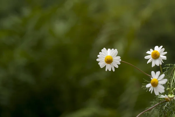 Chamomile Flower Green Blurry Background — Stock Photo, Image