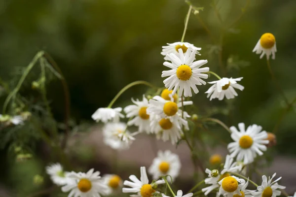 Chamomile Flowers Close View — Stock Photo, Image