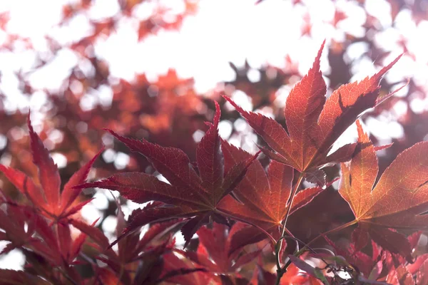 Red Acer Palmatum Leaves Springtime Red White Nature Bac — Stock Photo, Image