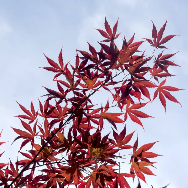 acer palmatum or japanese maple red leaves