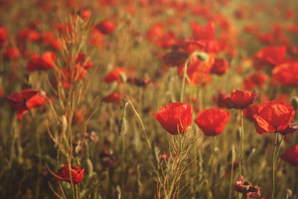 Obyčejné Makové Nebo Papavcové Rhoeas Kastilii Mancha Fields — Stock fotografie