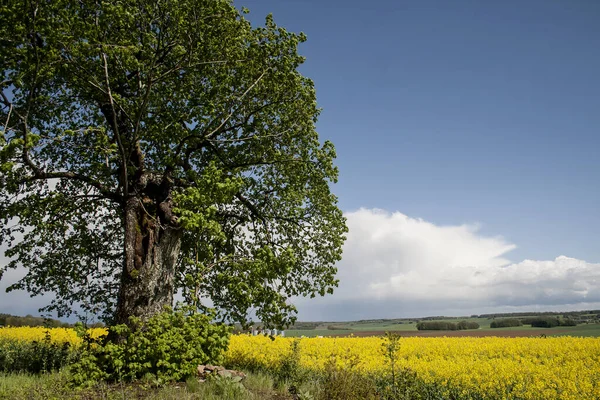 Tilia Platyphyllos Albero Campo Fiori Gialli — Foto Stock