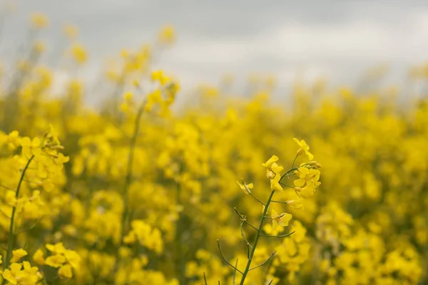 Rapsfrön Blommor Detalj Närbild — Stockfoto