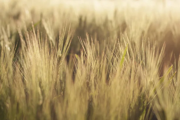 Tarweveld Detail Abstracte Natuur Achtergrond — Stockfoto