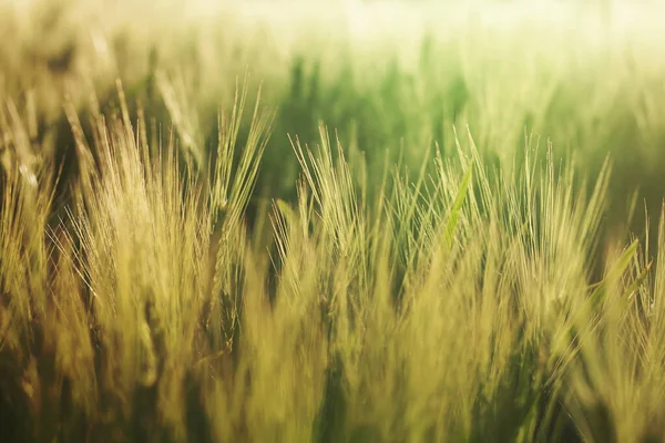 Weizenfeld Detail Abstrakte Natur Hintergrund — Stockfoto