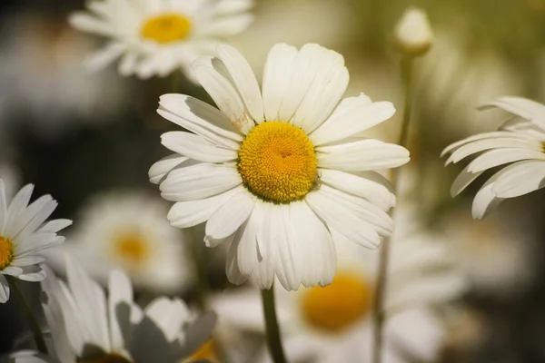 Flor Marguerite Florescendo Primavera — Fotografia de Stock