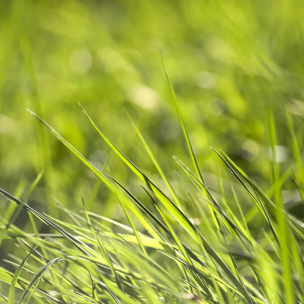 Zielony Trawa Tło Zbliżenie Widok — Zdjęcie stockowe