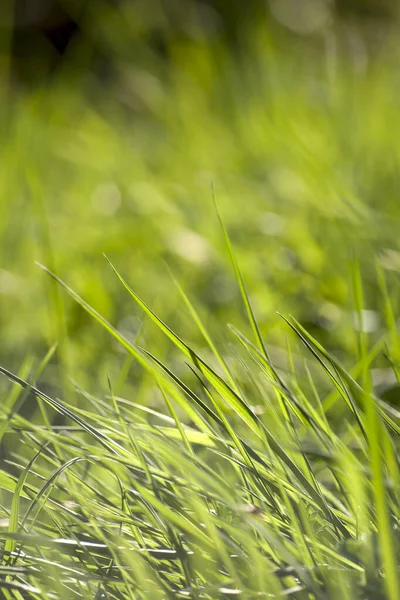 Verde Hierba Fondo Vista Cerca — Foto de Stock