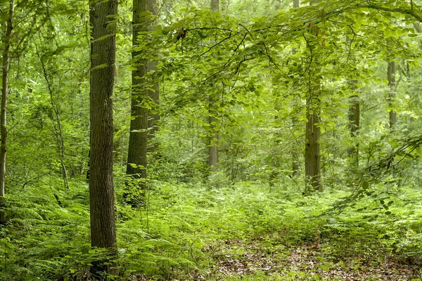 green and wild vegetation in a forest