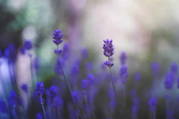 Flores Lavanda Vista Close — Fotografia de Stock