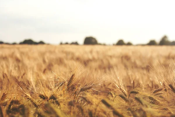 Wheat Field Summertime — Stock Photo, Image