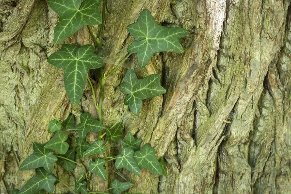 Murgröna Klättra Ett Träd Bark — Stockfoto