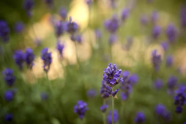 Flores Lavanda Vista Close — Fotografia de Stock