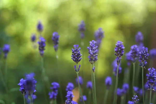 Flores Lavanda Vista Close — Fotografia de Stock