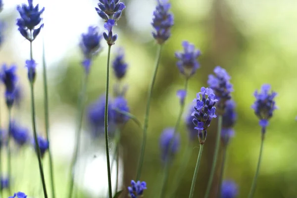 Flores Lavanda Vista Close — Fotografia de Stock