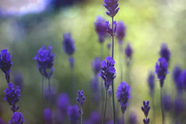 Flores Lavanda Vista Close — Fotografia de Stock