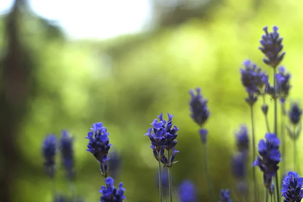 Flores Lavanda Vista Close — Fotografia de Stock