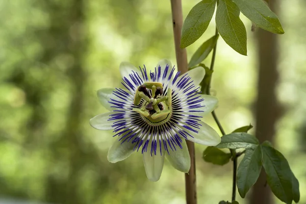 Flor Passiflora Caerulea Azul Floreciendo —  Fotos de Stock