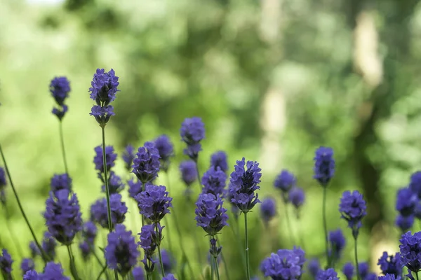 Flores Lavanda Vista Close — Fotografia de Stock