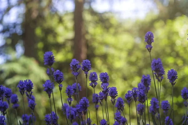 Flores Lavanda Vista Close — Fotografia de Stock