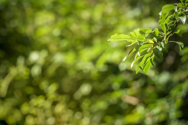 Verde Natureza Fundo Close Vista — Fotografia de Stock