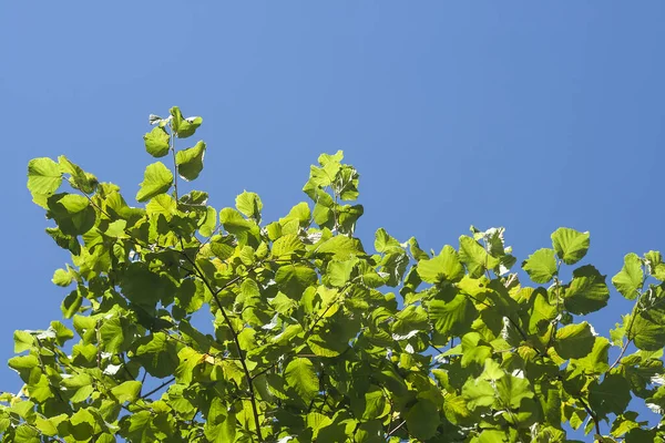 Зелене Листя Ліщини Інтенсивне Блакитне Небо — стокове фото