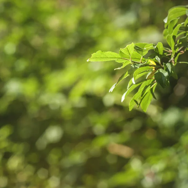Мінімальний Зелений Фон Природи — стокове фото