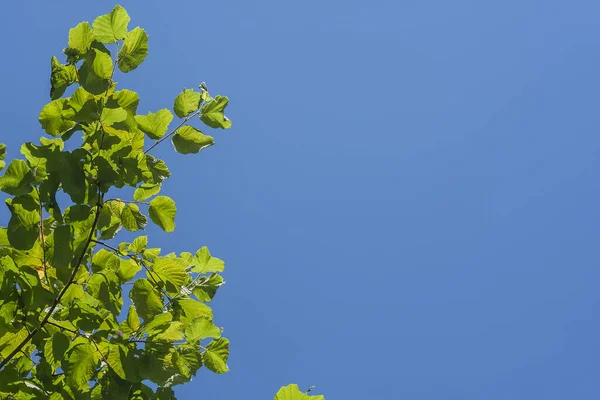 Мінімальний Фон Природи Зеленим Листям Ліщини Інтенсивним Бла — стокове фото