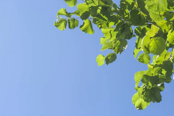 Мінімальний Фон Природи Зеленим Листям Ліщини Інтенсивним Бла — стокове фото